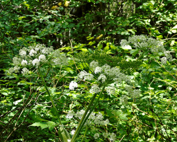 195 Cow Parsnip Jigsaw Puzzle