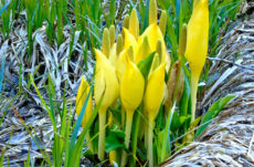 196 Skunk Cabbage Jigsaw Puzzle