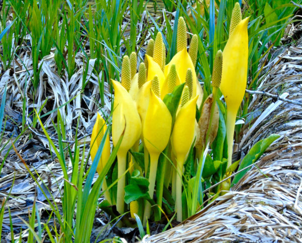 196 Skunk Cabbage Jigsaw Puzzle