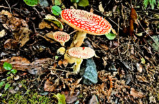139 Amanita Muscaria Jigsaw Puzzle