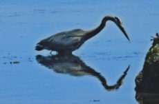 1056 Great Blue Heron Jigsaw Puzzle