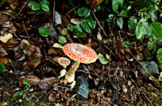 198 Amanita Muscaria Jigsaw Puzzle