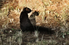 1126 Black Squirrel Jigsaw Puzzle