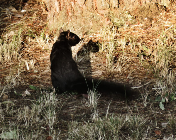 1126 Black Squirrel Jigsaw Puzzle