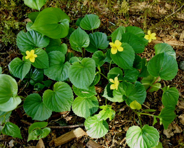 1134 Stream Violet Jigsaw Puzzle