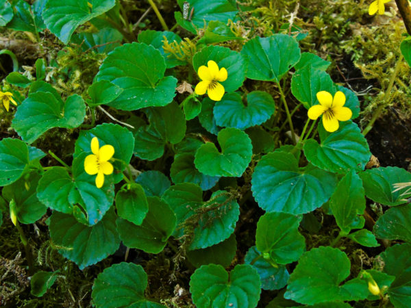 1135 Stream Violet Jigsaw Puzzle
