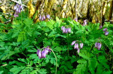 1136 Pacific Bleeding Heart Jigsaw Puzzle