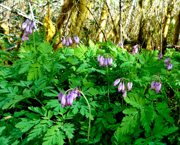 1136 Pacific Bleeding Heart Jigsaw Puzzle