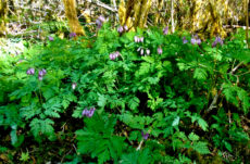 1137 Pacific Bleeding Heart Jigsaw Puzzle