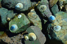 1144 Shield Limpet Jigsaw Puzzle