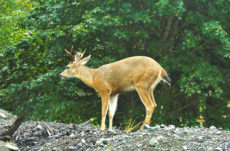 1161 Black-Tailed Deer Jigsaw Puzzle