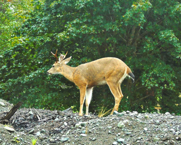 1161 Black-Tailed Deer Jigsaw Puzzle