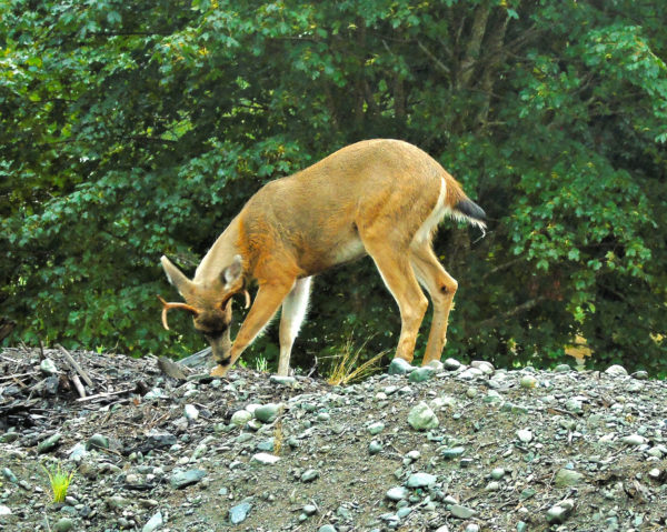 1163 Black-Tailed Deer Jigsaw Puzzle