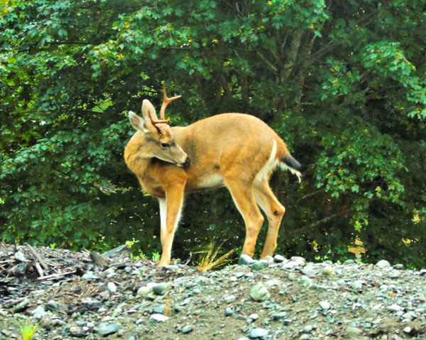 1164 Black-Tailed Deer Jigsaw Puzzle