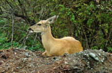 1165 Black-Tailed Deer Jigsaw Puzzle