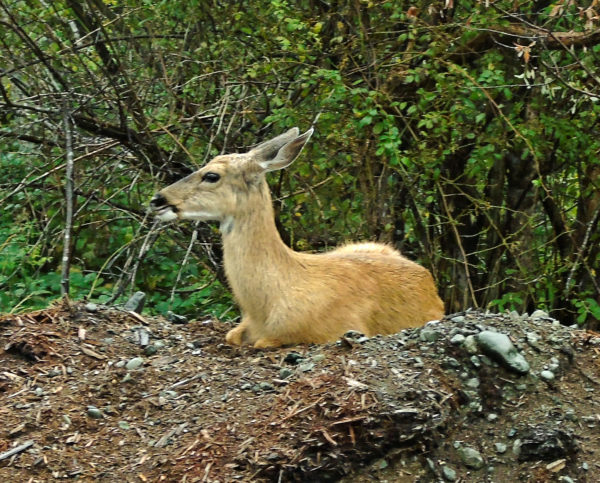 1165 Black-Tailed Deer Jigsaw Puzzle