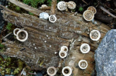 1155 Bird's Nest Fungus Jigsaw Puzzle