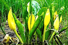 116 Skunk Cabbage Jigsaw Puzzle