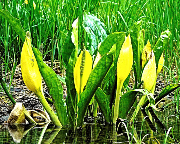 116 Skunk Cabbage Jigsaw Puzzle