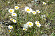113 Ox-Eye Daisy Jigsaw Puzzle