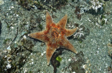 155 Leather Star Jigsaw Puzzle