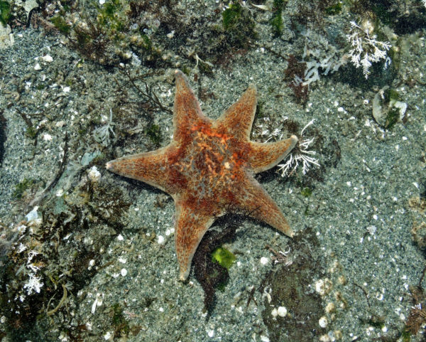 155 Leather Star Jigsaw Puzzle